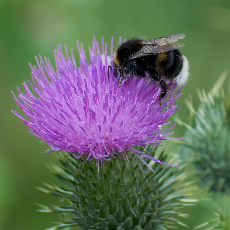 Tiere Aasee BocholtD35_9416 als Smart-Objekt-1 Kopie.jpg - Überall fleuchte und kreuchte es von Bienen und Schmetterlingen